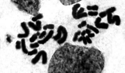 Рис. 3. Мейоз у яєчку P. esculentus. Стадія метафази II. Видно 2 пластинки по 13 хромосом у кожній (1n) Fig. 3. Meiosis in a P. esculentus testicle. The second metaphase of meiosis. Two plates with 13 chromosomes in each are shown