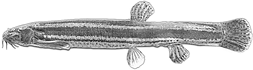 misgurnus