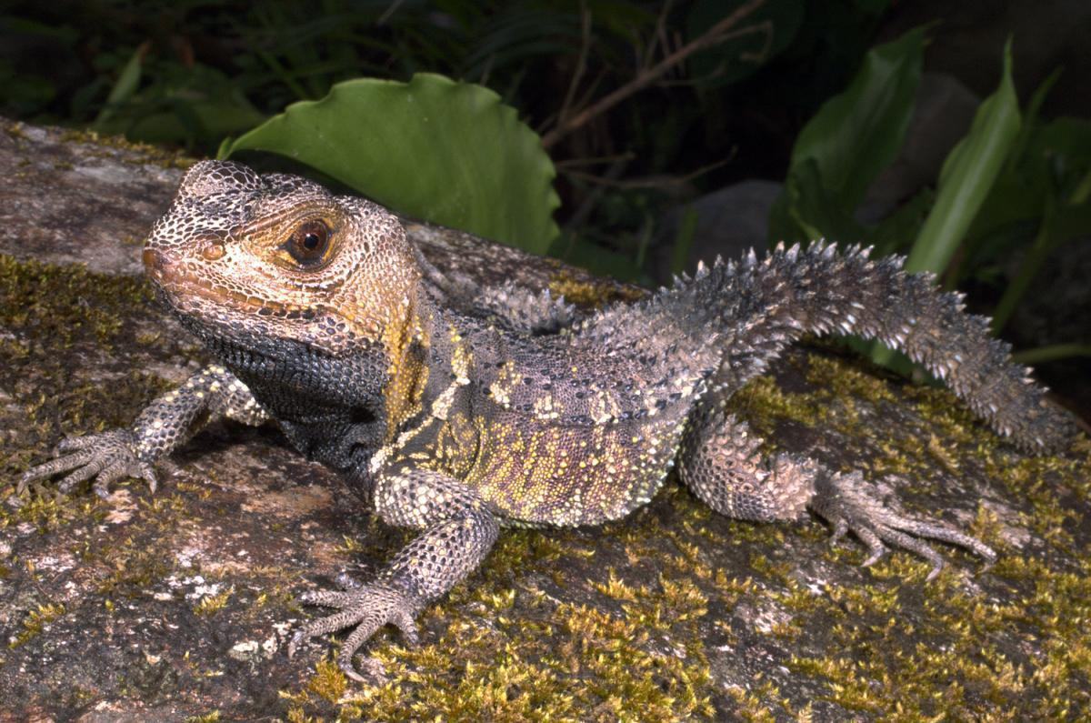 morunasaurus annularis