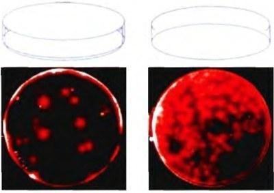 nanocolonies