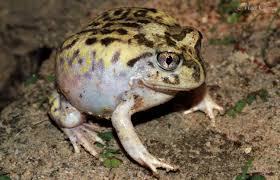 neobatrachus sudelli