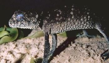 nephrurus apser