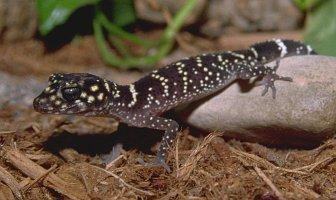 nephrurus milli