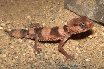 nephrurus wheeleri
