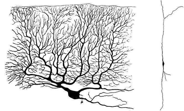 neurons