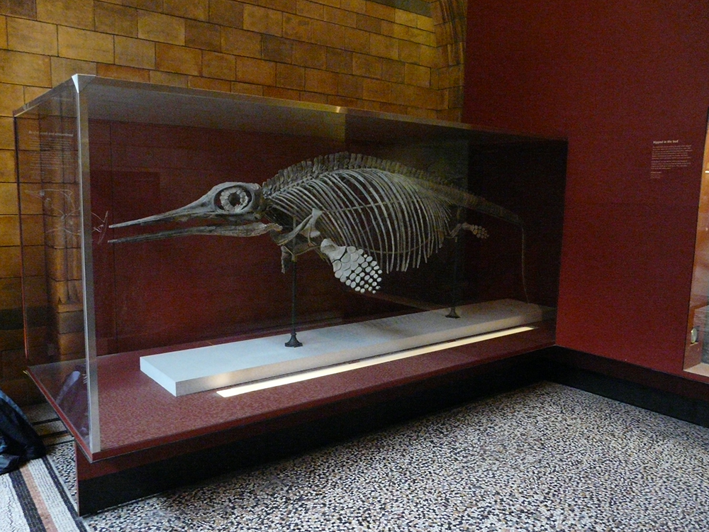 nhm ophthalmosaurus