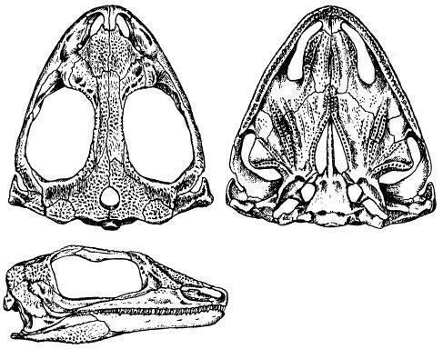 Рис. 2. Череп Limnoscelis padulis – у черепі було невелике задньоскроневе вікно між верхньо-зовнішнім кінцем парокципетального відростка і tabulare або нижче і всередині від потиличного фланга squamosum (рис. 3, 4). [1]