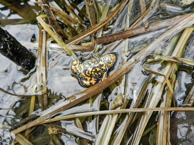 ob 19