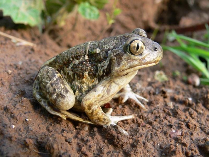 obiknovennaya chesnochnica big