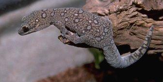 oedura monilis