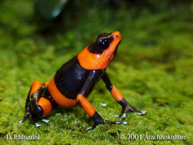 oophaga lehmanni