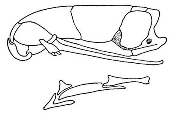 oph1 03