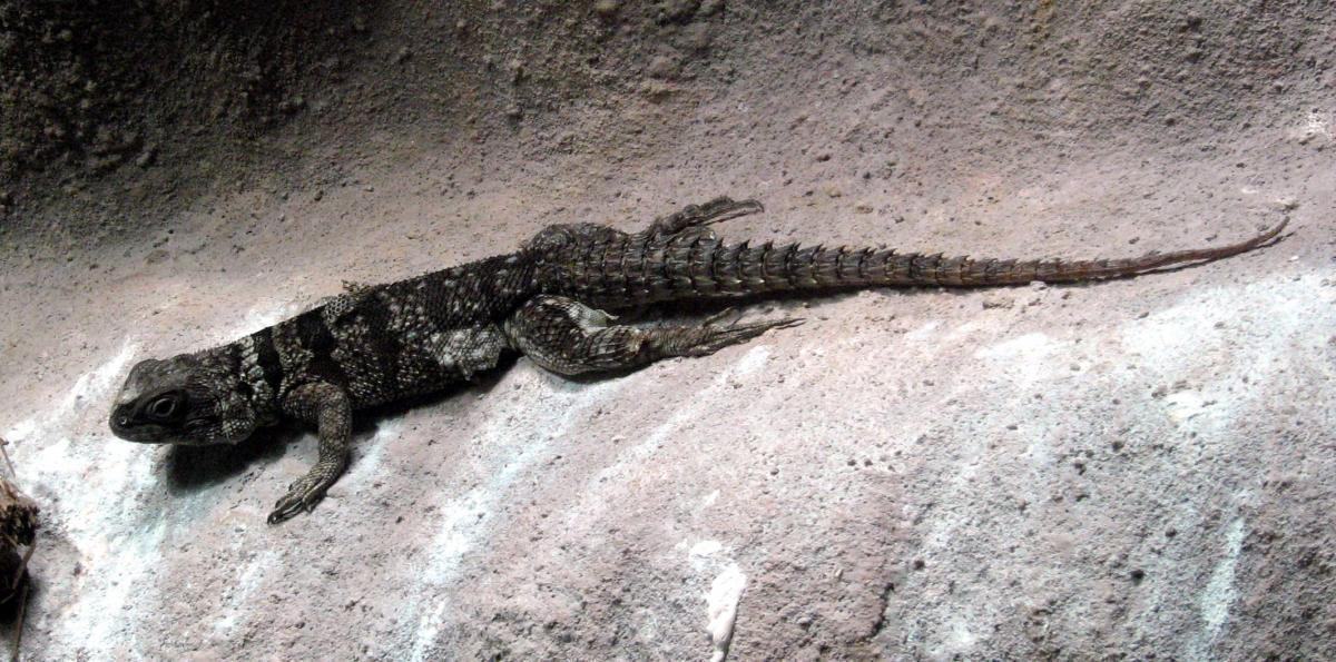 Рис. 2: Oplurus fierinensi