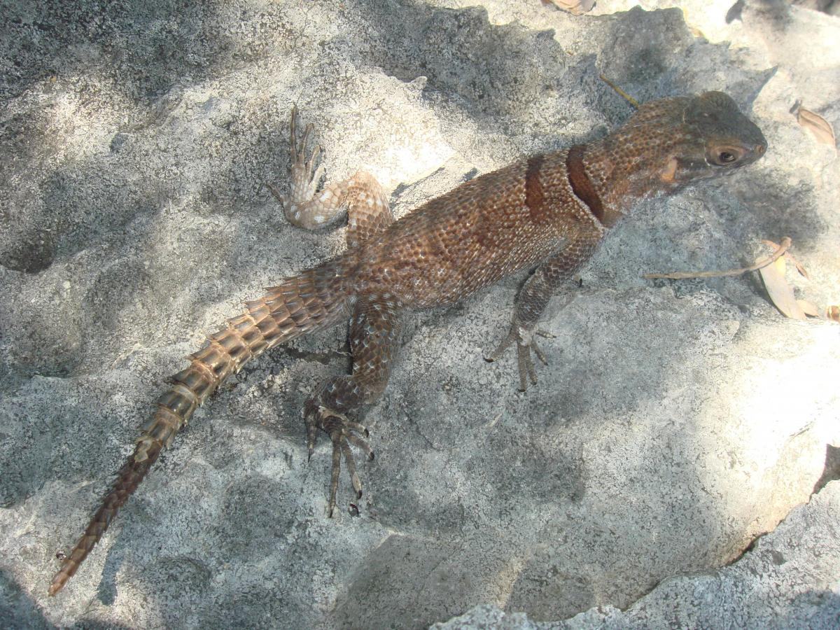 Рис. 4: Oplurus grandidieri