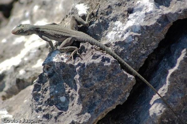 Рис. 3: Oplurus cyclurus