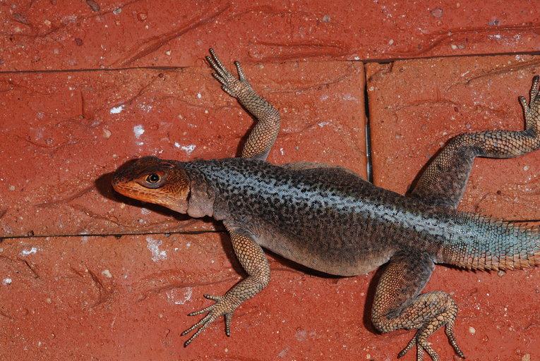 Рис. 5: Oplurus quadrimaculatus