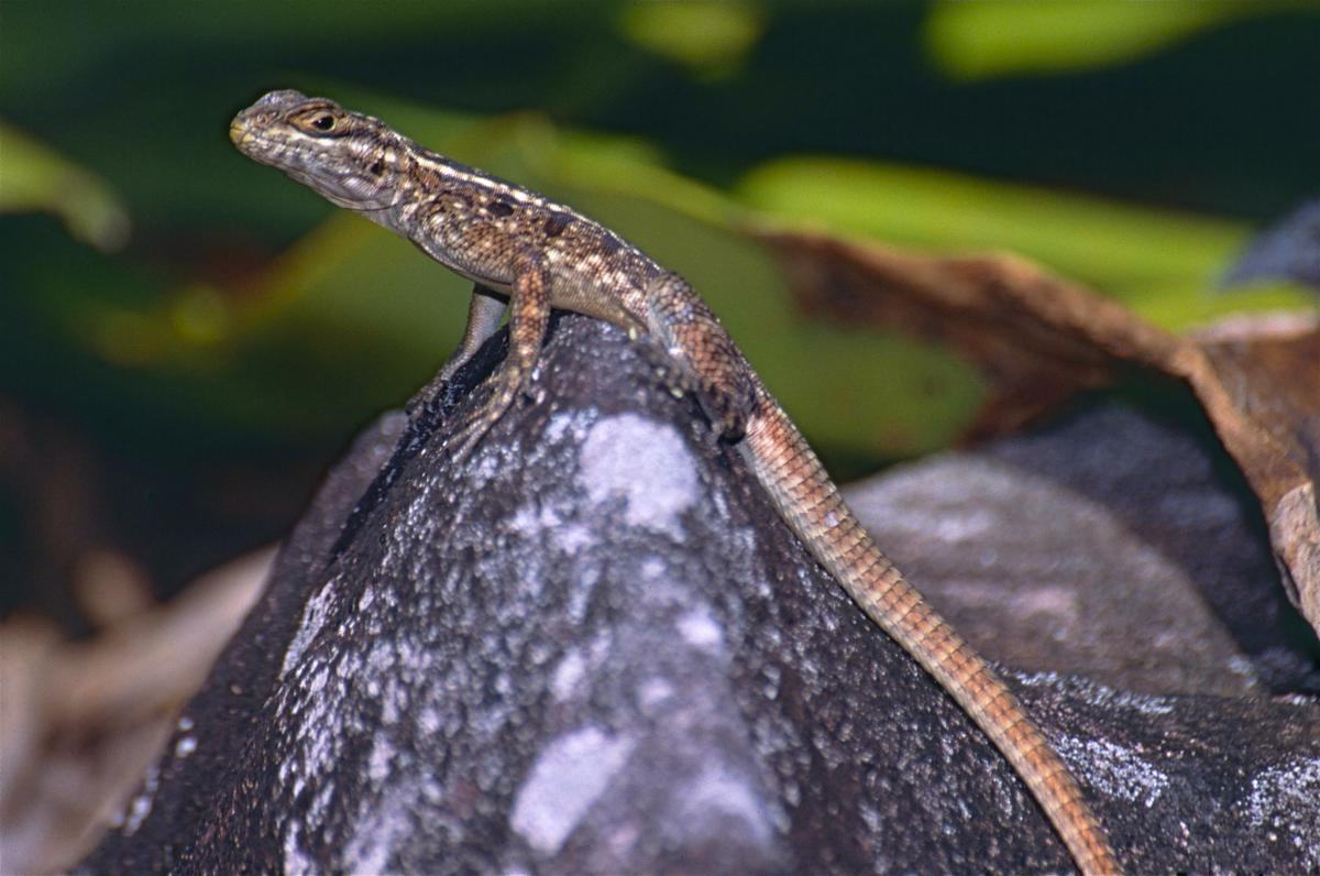 Рис. 6: Oplurus saxicola
