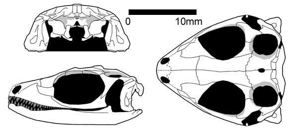 paliguana588