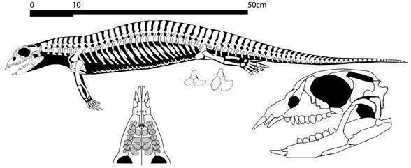 paraplacodus bronii