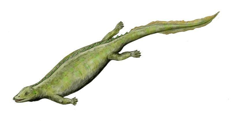 paraplacodus bw