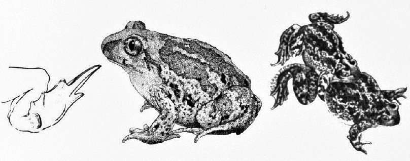 pelob