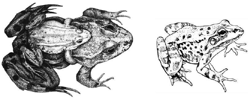 pelophyl