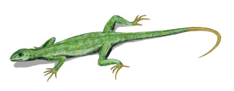 petrolacosaurus araeoscelidia