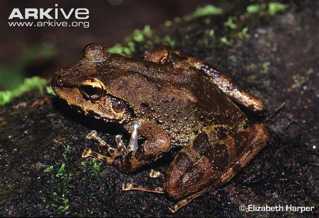 petropedetes yakusini