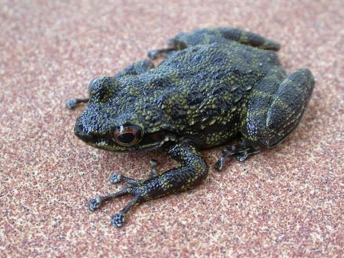 petropedetes natator