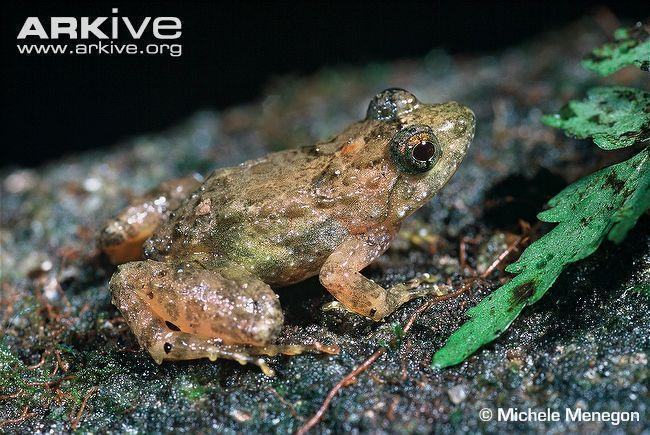 phrynobatrachus uzungwensis lateral view