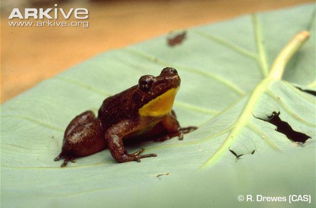 phrynobatrachus krefftii