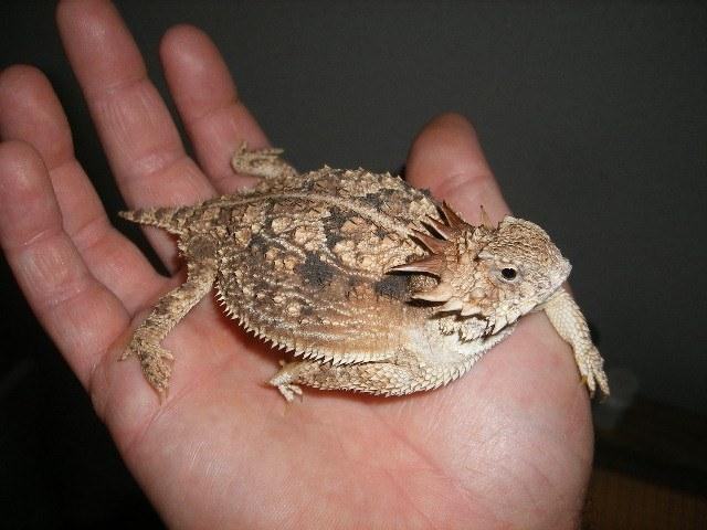 Рис. 6-7: Зовнішній вигляд Callisaurus draconoides
