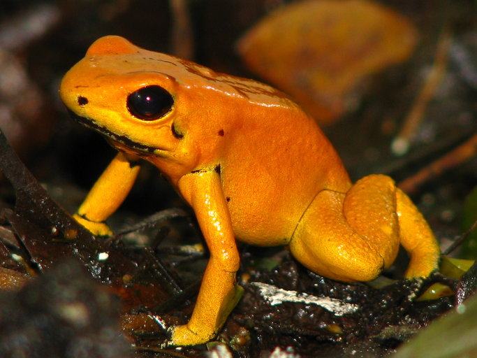 phyllobates terribilis
