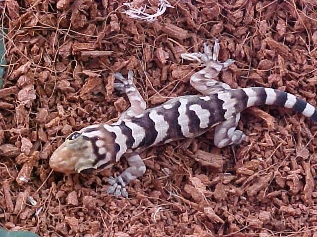 phyllopezus periosus