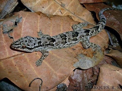 phyllopezus pollicaris