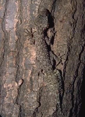 phyllurus platurus