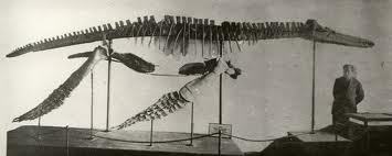 pilosaurua irgisensis