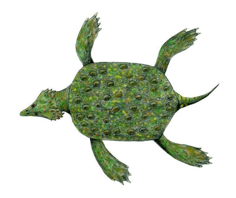 placochelys bw