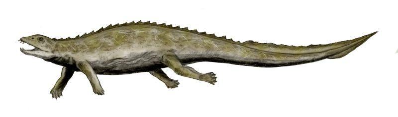 placodus bw