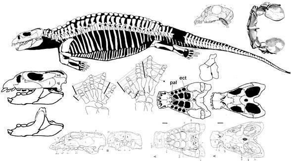 placodus gigas