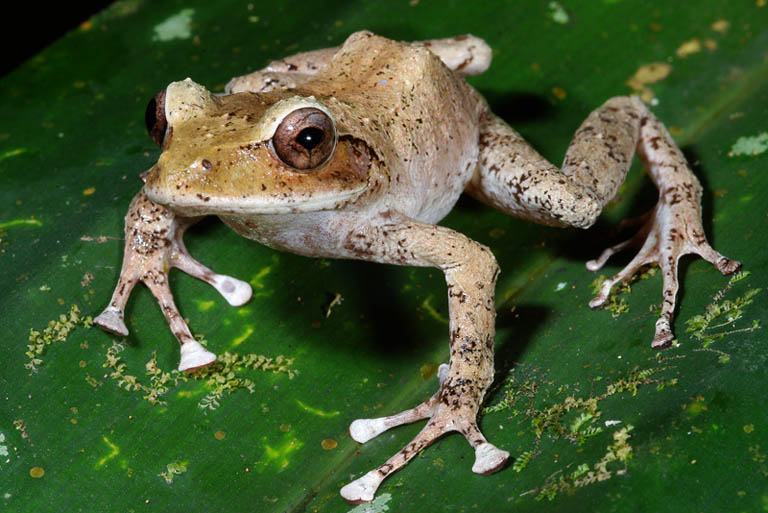 platymantis vitiensis