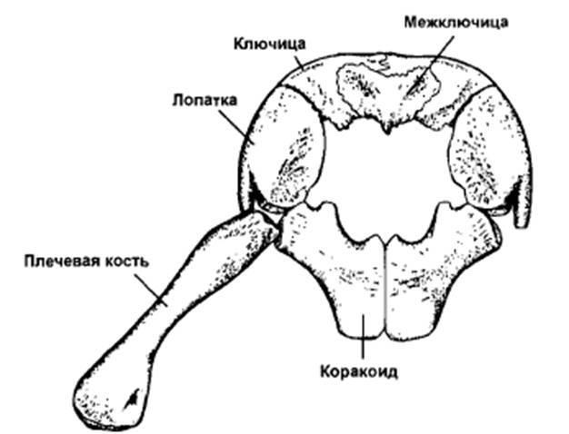 plechevoy poyas