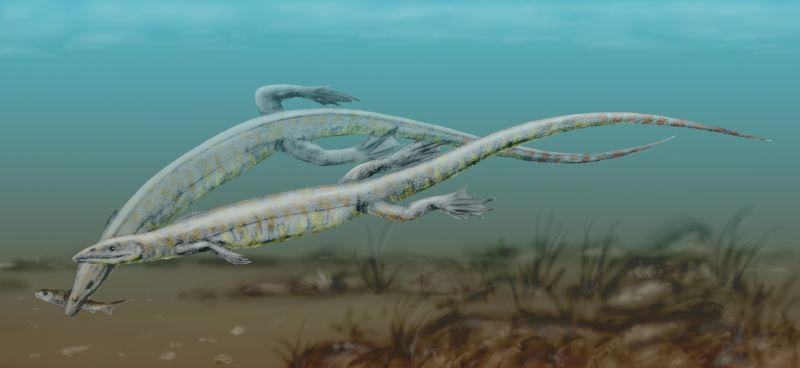 pleurosaurus bw