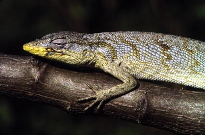 polychrus acutirostris
