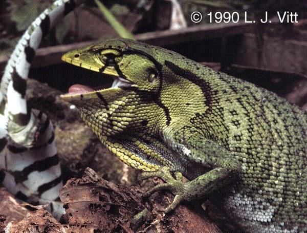 polychrus liogaster