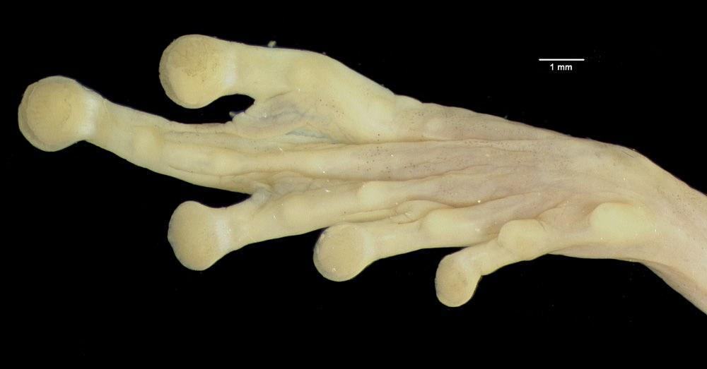 Рис. 6-7:Rhacophorus nigropalmatus, у стрибку та в стані спокою