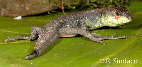 potamites strangulatus 03000029063 01