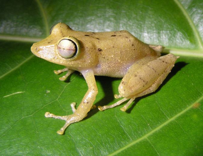 pristimantis caryophyllaceus