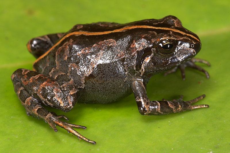 psychrophrynella usurpator
