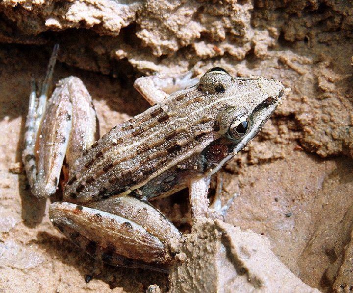 ptychadena pumilio